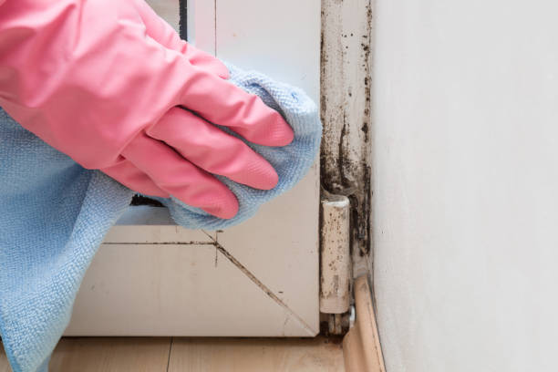 Why You Should Choose Our Mold Remediation Services in New Wilmington, PA